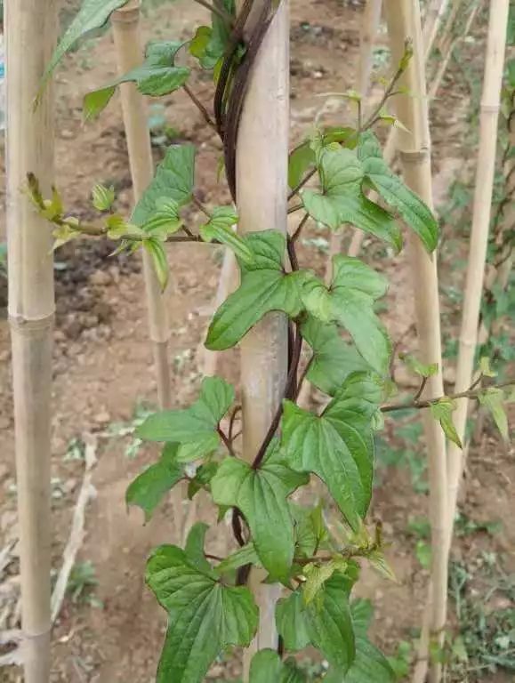 铁棍山药种植栽培技术视频_铁棍山药架种植技术_铁棍山药种植技术视频教程