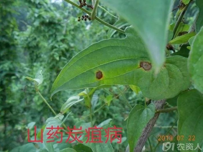 铁棍山药种植栽培技术视频_铁棍山药架种植技术_铁棍山药种植技术视频教程