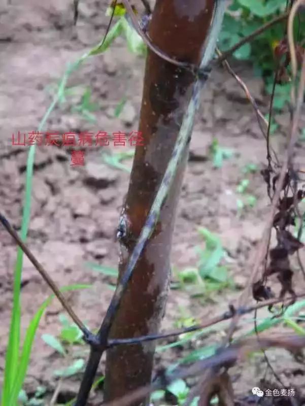 铁棍山药种植技术视频教程_铁棍山药架种植技术_铁棍山药种植栽培技术视频