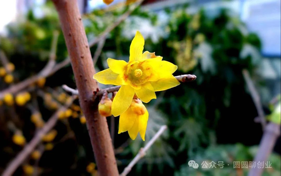 致富新型种植机会是什么_种植致富新项目_新型种植致富机会