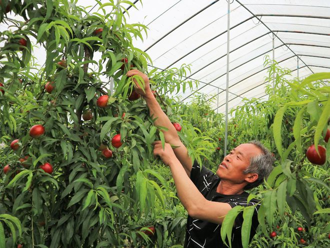 种植果树群众致富_致富经果树盆景_致富果树种植群众的意义