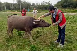 农技轻骑兵㉖｜调研广东水牛种质资源，挖掘水牛产业发展潜力