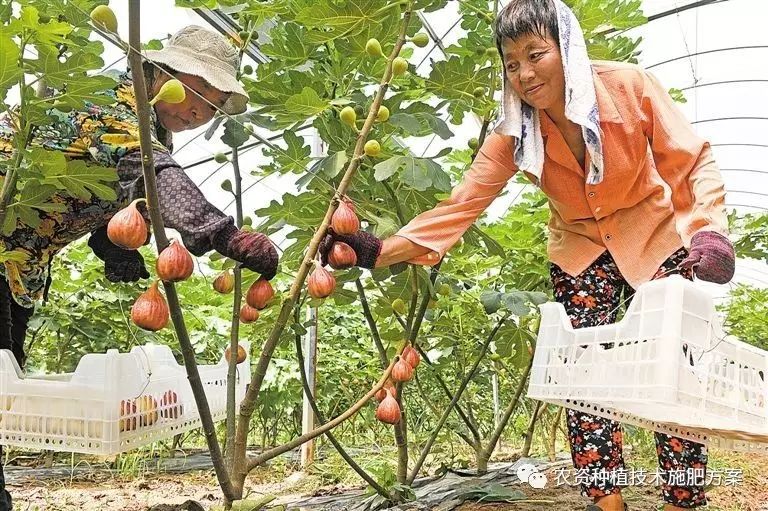 种植无花果前景如何_种植无花果挣钱吗_致富经种植 无花果.