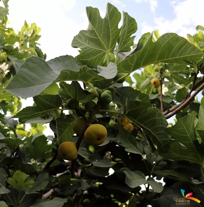 致富经种植 无花果._种植无花果挣钱吗_致富种植无花果图片大全