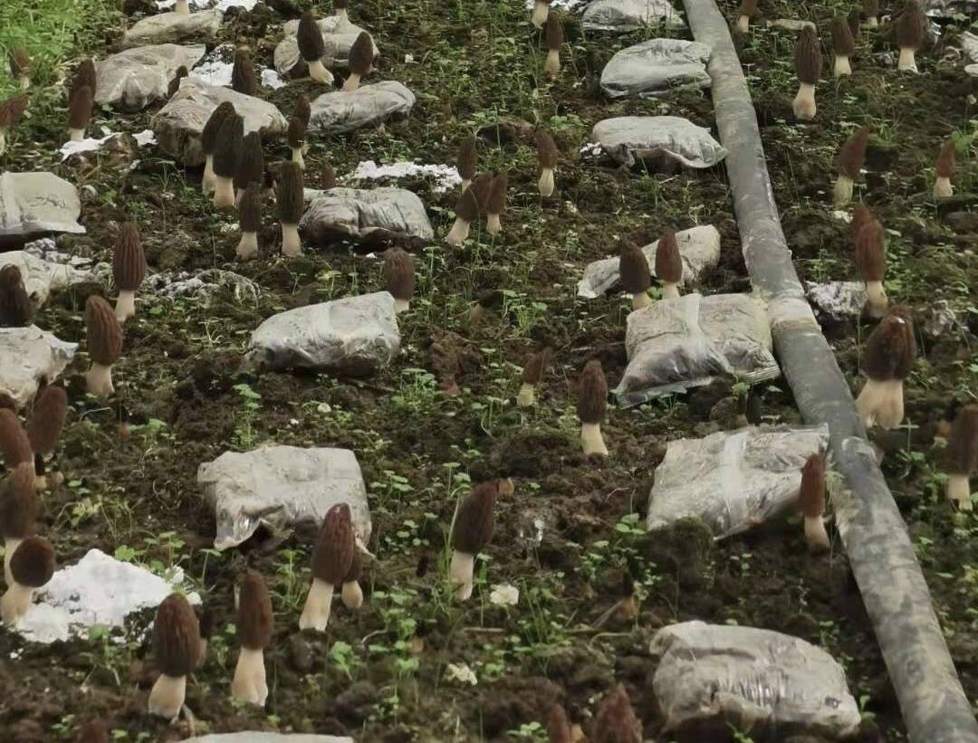 农业致富视频_池州现代农业致富经_孝感农业致富种植各种水果网