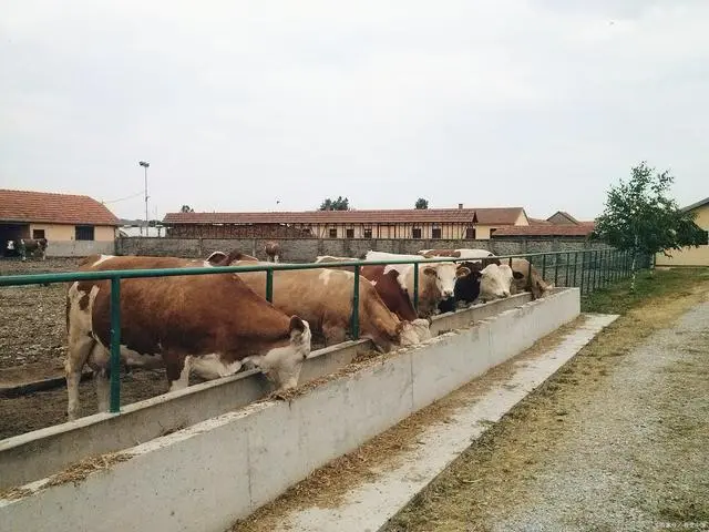 水牛养殖场视频_水牛防疫的养殖技术_养殖防疫水牛技术要求