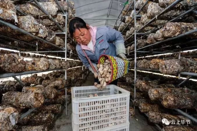 金针菇种植技术视频教程_金针菇的种植方法视频抖音_种植金针菇技术视频