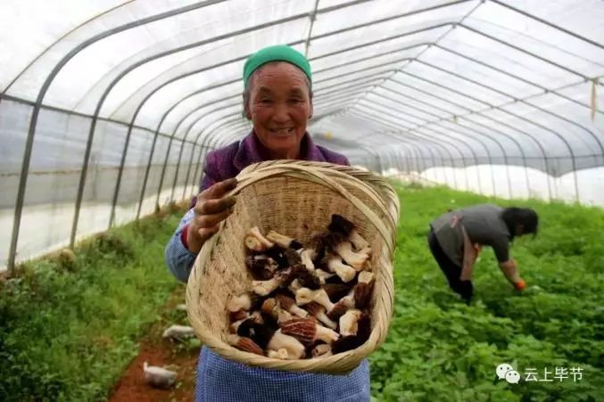 金针菇的种植方法视频抖音_金针菇种植技术视频教程_种植金针菇技术视频