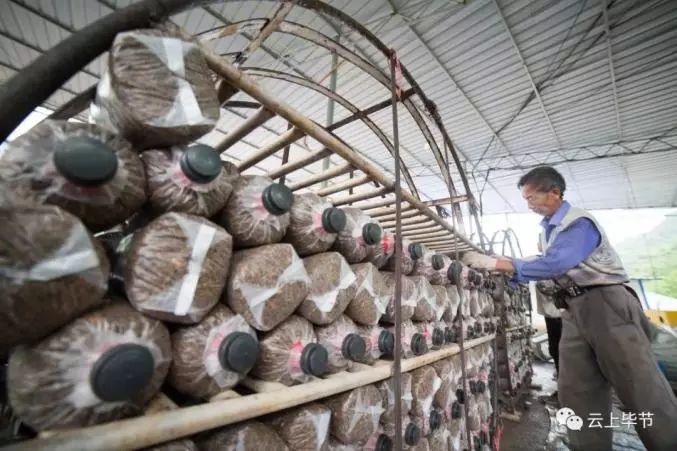 金针菇种植技术视频教程_金针菇的种植方法视频抖音_种植金针菇技术视频