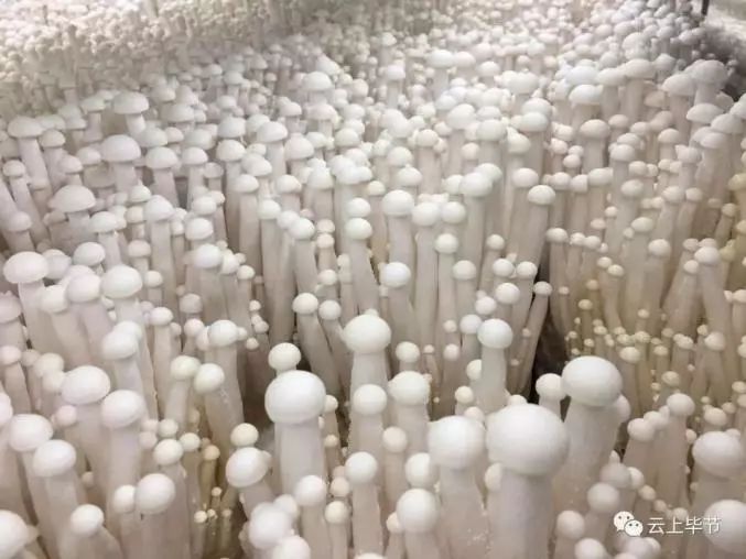 金针菇种植技术视频教程_金针菇的种植方法视频抖音_种植金针菇技术视频