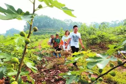 种植无花果前景如何_致富种植无花果图片大全_致富经种植 无花果.