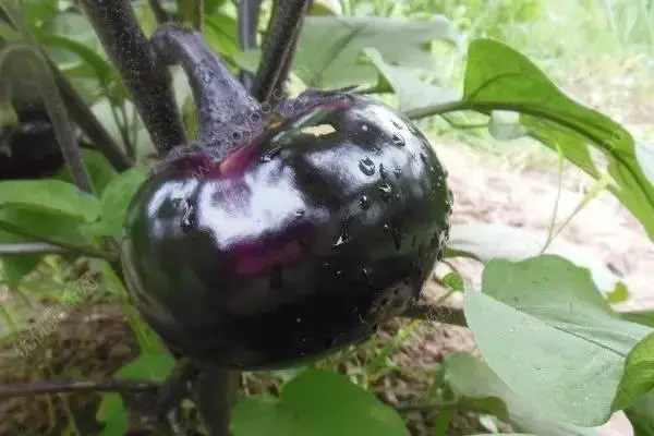 茄子种植效益_致富经茄子树种植和管理_致富茄子种植树管理技术视频