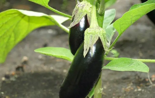 致富经茄子树种植和管理_茄子种植效益_致富茄子种植树管理技术视频