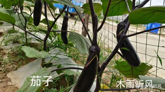 茄子种植效益_致富茄子种植树管理方法视频_致富经茄子树种植和管理