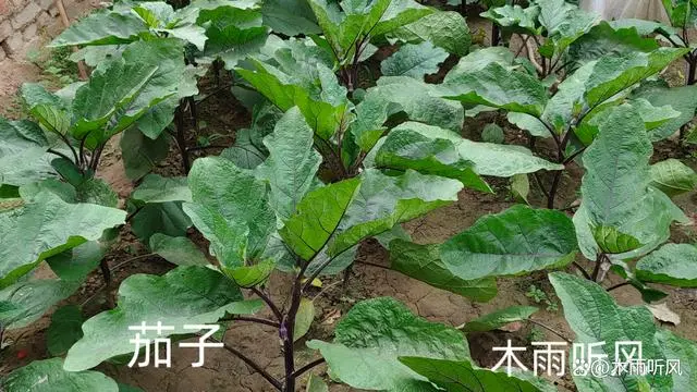 致富经茄子树种植和管理_茄子种植效益_致富茄子种植树管理方法视频