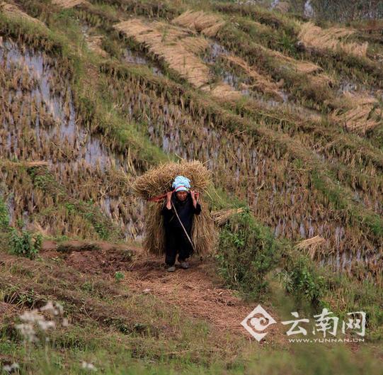 视频致富养狗是真的吗_致富经养狗视频_致富经养殖狗视频大全