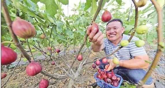 龙头村： 种植无花果 结出“致富宝”