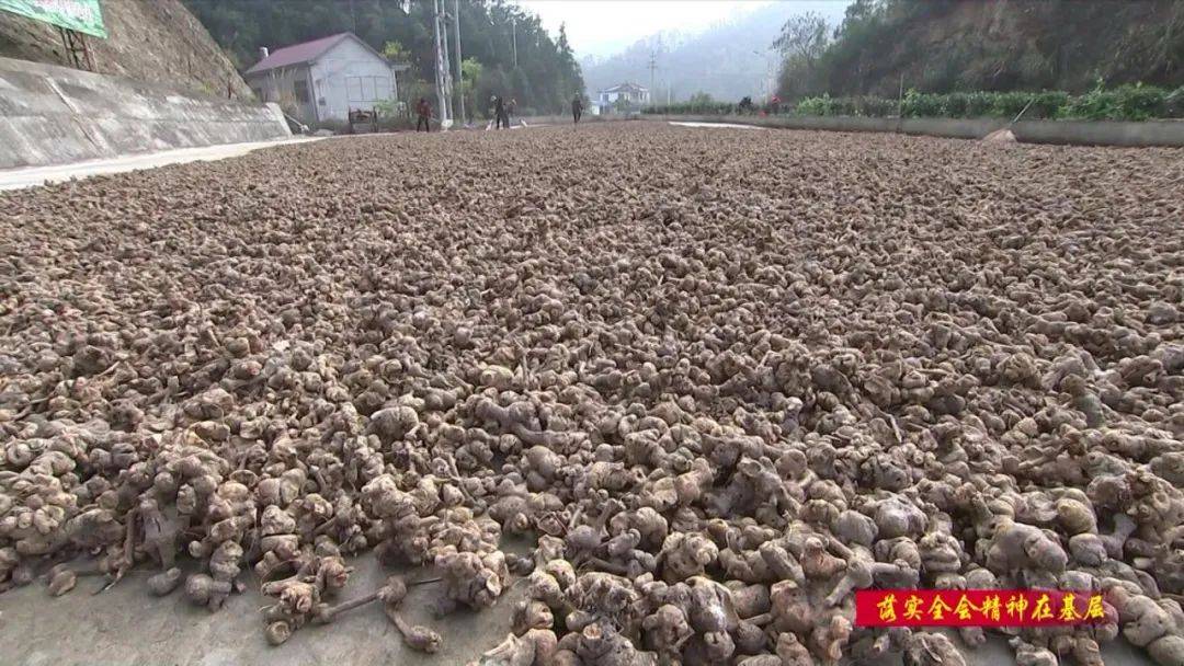 农业致富节目_农业致富视频_池州现代农业致富经