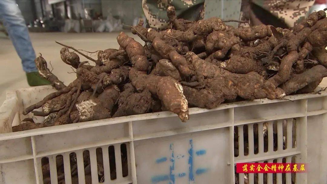 农业致富视频_池州现代农业致富经_农业致富节目