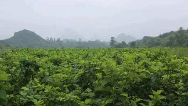 铁皮石斛视频央视_铁皮石斛制作视频大全_致富经视频铁皮石斛