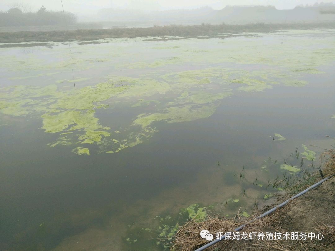 龙虾养殖冬季技术小视频_冬季小龙虾养殖技术_龙虾养殖冬季技术小结