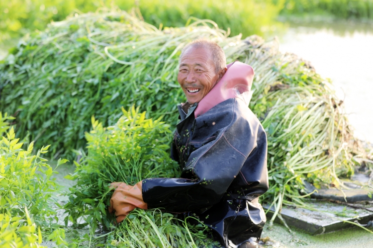 致富经种水果_种植水芹    奔致富_致富经水芹菜种植视频