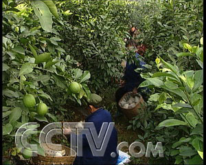 种植蓖麻骗局_致富经蓖麻种植视频_cctv7致富经蓖麻种植