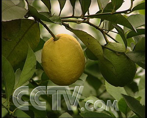 致富经蓖麻种植视频_cctv7致富经蓖麻种植_种植蓖麻骗局