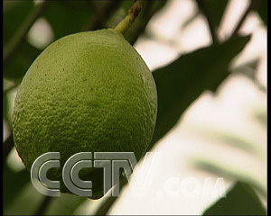 致富经蓖麻种植视频_cctv7致富经蓖麻种植_种植蓖麻骗局