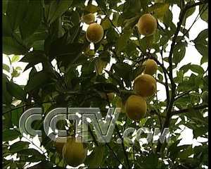 致富经蓖麻种植视频_cctv7致富经蓖麻种植_种植蓖麻骗局