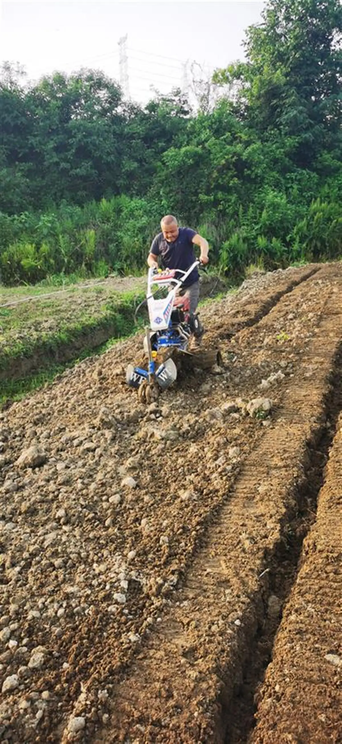 草坪村种草养牛视频_草坪养殖基地_草地养殖致富新路