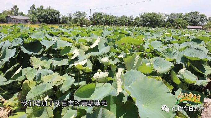 田鱼养殖技术视频_致富经田鱼养殖_致富养殖田鱼怎么样