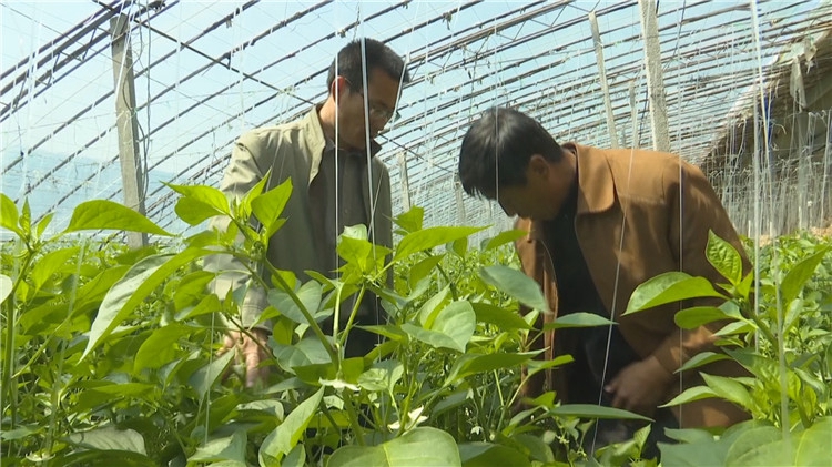 山东邹平种植致富_山东邹城种水稻吗_邹平农作物