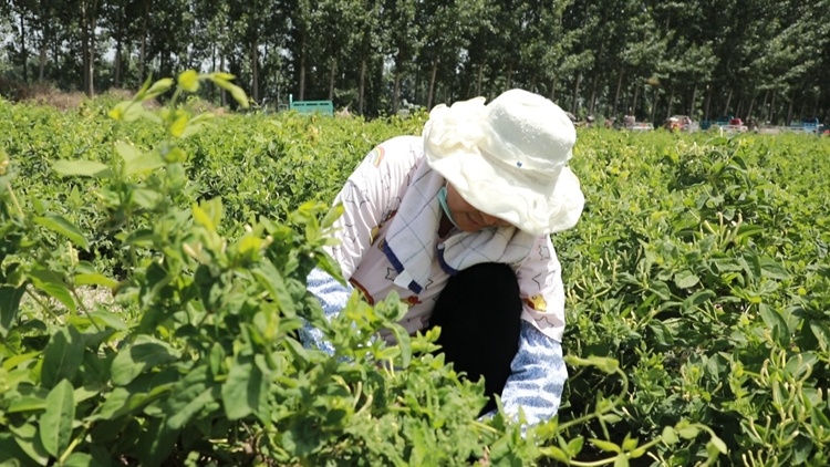 邹平农作物_山东邹平种植致富_山东农村种植致富好项目