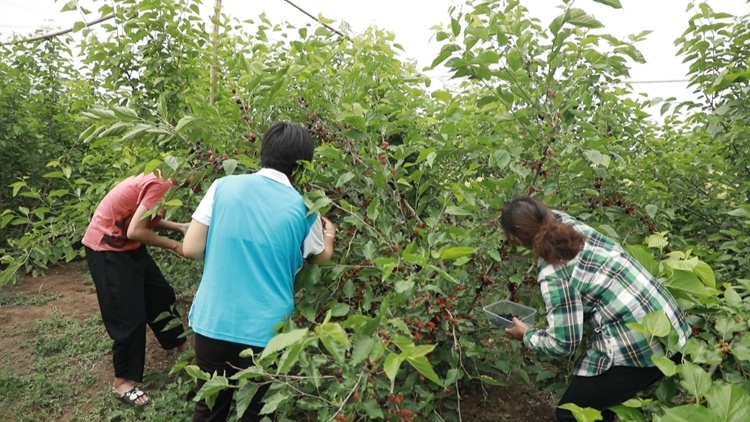 山东农村种植致富好项目_邹平农作物_山东邹平种植致富