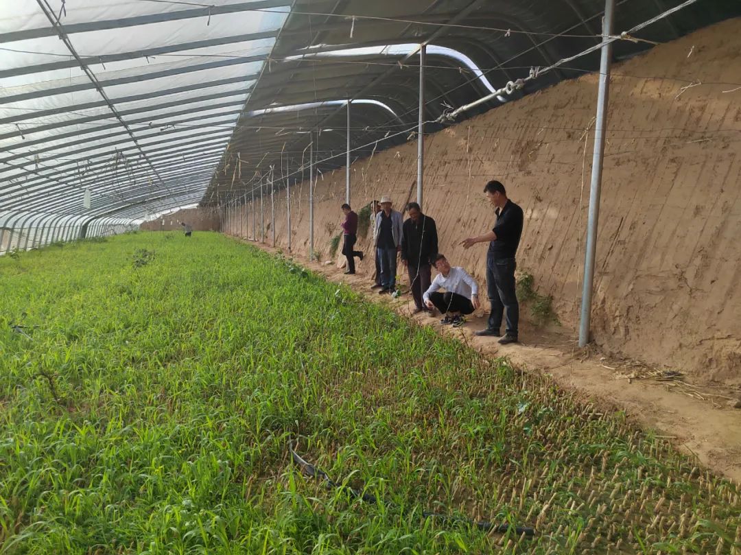 致富经农村种植_农村致富种_老农民种植致富