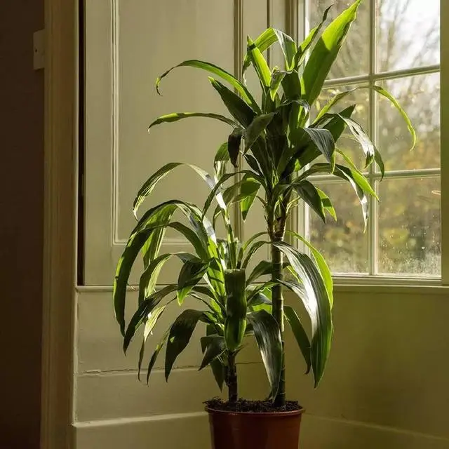 室内种植业致富项目_室内种植致富植物_室内种植致富项目