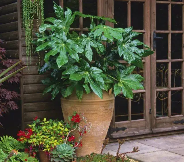 室内种植致富项目_室内种植致富植物_室内种植业致富项目