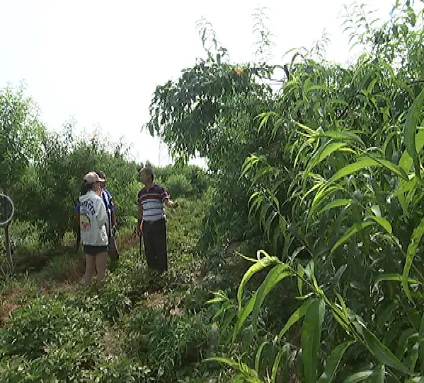 火龙果种植赚钱吗_致富经 火龙果这样种_致富果种火龙果好不好