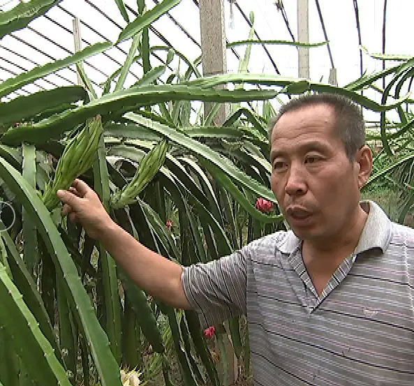 致富经 火龙果这样种_火龙果种植赚钱吗_致富果种火龙果好不好