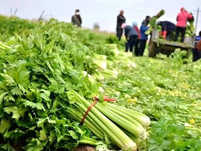 陕西咸阳适合种植什么药材_咸阳种植致富_咸阳的蔬菜种植基地在哪