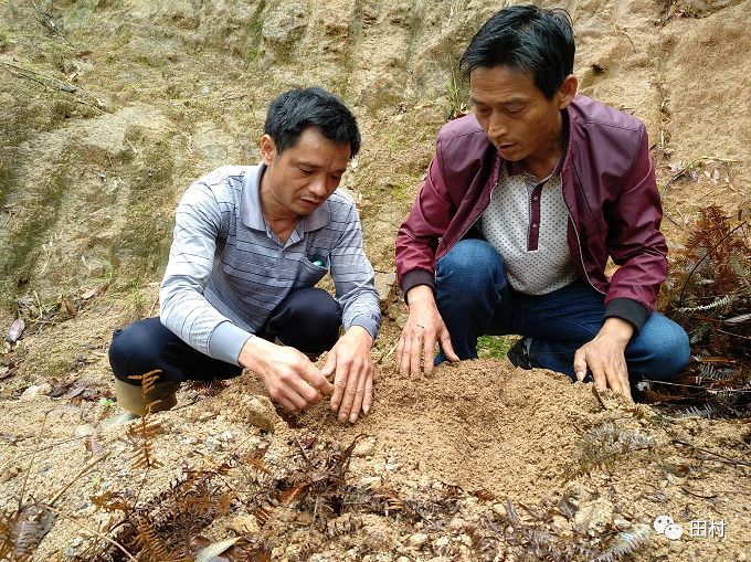 茯苓种植效益_福建种植茯苓致富_茯苓种植基地