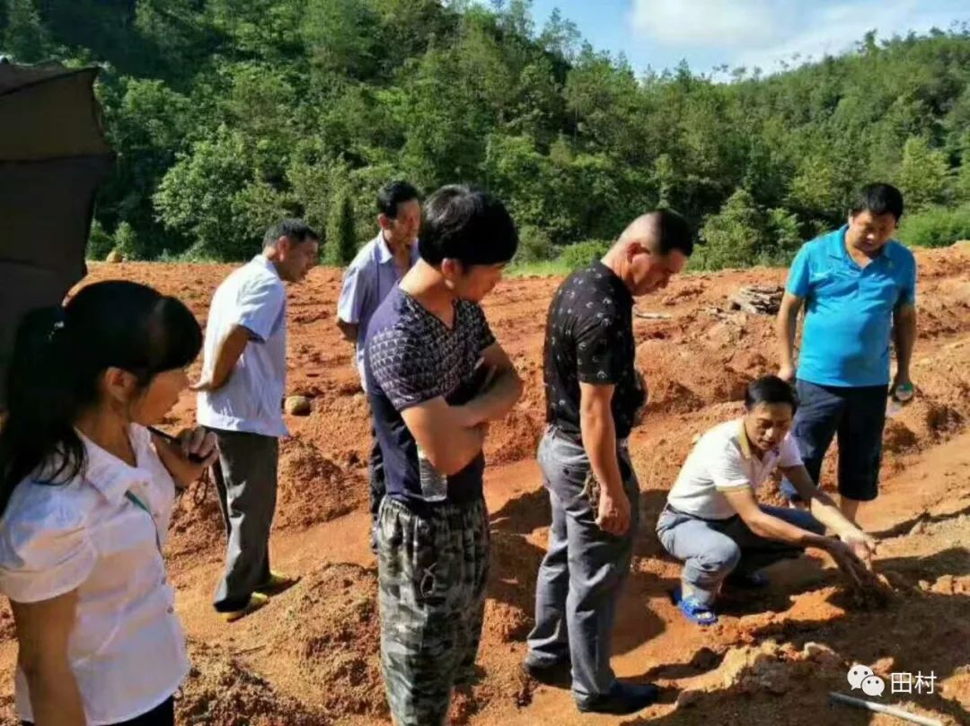 茯苓种植效益_福建种植茯苓致富_茯苓种植基地