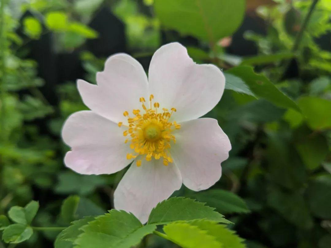 玫瑰花籽种植技术_玫瑰的花籽怎么种_玫瑰种植技术花籽怎么种