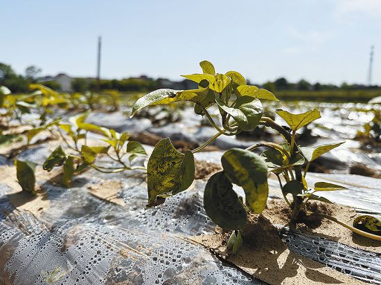 陕西甘薯轻简化高产栽培技术 助力群众“甜蜜”致富