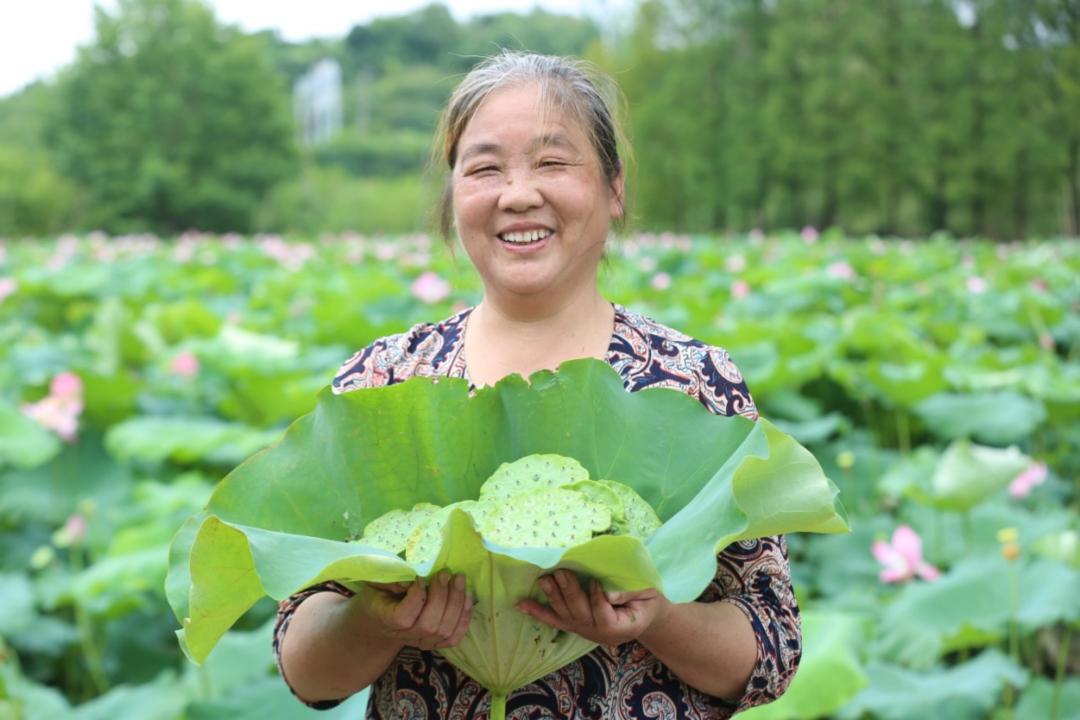 农村种植莲藕致富_致富经莲藕种植视频_农村种植莲藕赚钱吗