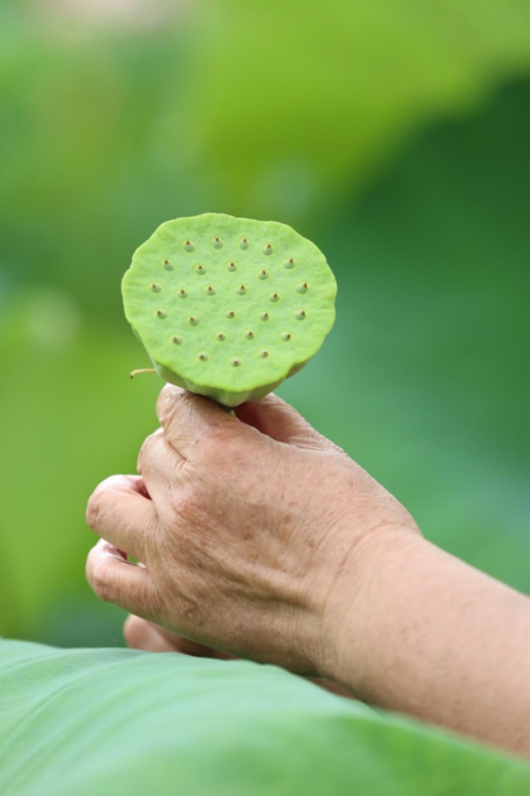 农村种植莲藕赚钱吗_农村种植莲藕致富_致富经莲藕种植视频