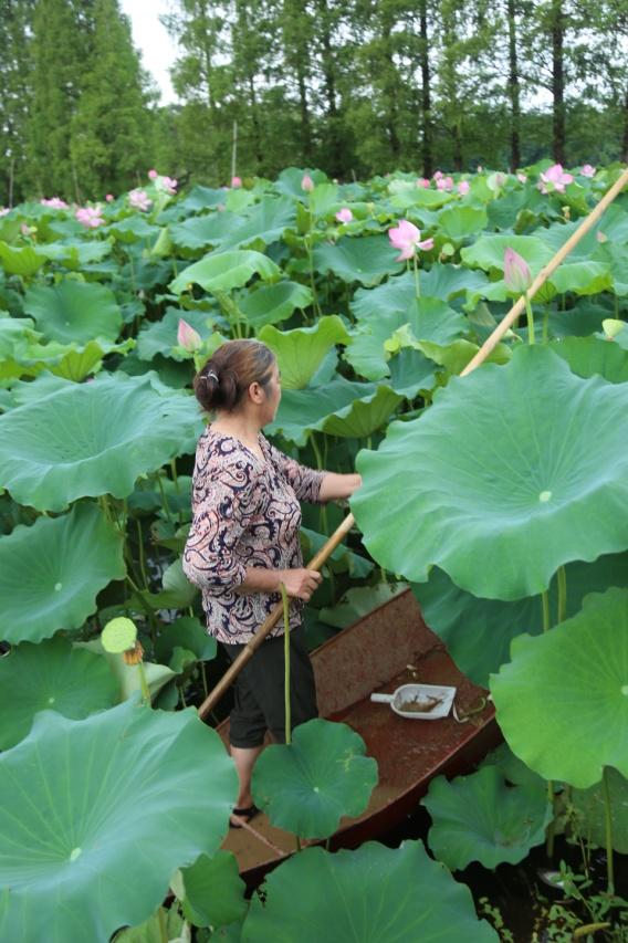 致富经莲藕种植视频_农村种植莲藕致富_农村种植莲藕赚钱吗