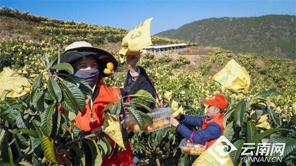 大理农业种植致富_大理主要种植什么作物_大理农广蔬菜种植专业合作社