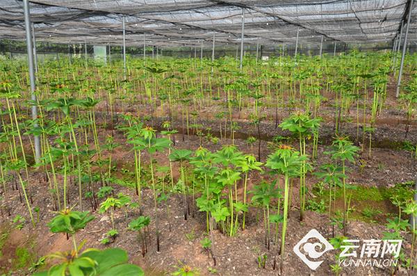 大理农业种植致富_大理主要种植什么作物_大理农广蔬菜种植专业合作社